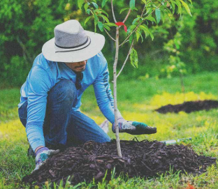 Donate (Planting Trees)